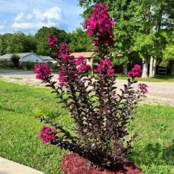 Black Diamond® Crape Myrtle - Mystic Magenta™ -Blossom Berry Shop Black Diamon Magestic magenta Crape Myrtle31