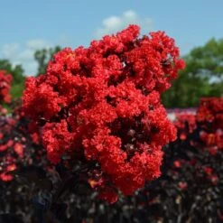 Black Diamond® Crape Myrtle - Best Red™ -Blossom Berry Shop Black Diamond Crape Myrtle 3 FGT
