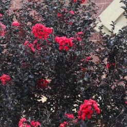 Black Diamond® Crape Myrtle - Best Red™ -Blossom Berry Shop Black Diamond Crape Myrtle 6 FGT