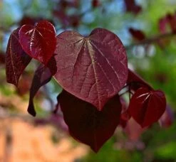 Black Pearl™ Redbud Tree -Blossom Berry Shop Black Pearl Redbud Tree 450 D1