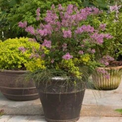 Bloomerang® Lilac Shrub -Blossom Berry Shop Bloomerang Lilac Shrub 1
