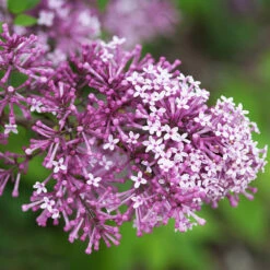 Bloomerang® Lilac Shrub -Blossom Berry Shop Bloomerang Lilac Shrub 5 FGT