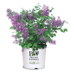 Bloomerang® Lilac Shrub -Blossom Berry Shop Bloomerang Lilac Shrub 7 3G