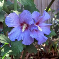 Azurri Blue Satin® Rose Of Sharon Althea Tree -Blossom Berry Shop Blue Satin Rose Of Sharon Tree 2