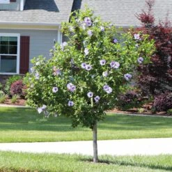Azurri Blue Satin® Rose Of Sharon Althea Tree -Blossom Berry Shop Blue Satin Rose Of Sharon Tree 3 44946843 a3ea 4054 b02e a6db3052ceb9