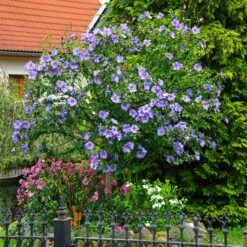 Azurri Blue Satin® Rose Of Sharon Althea Tree