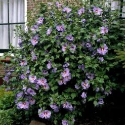 Bluebird Rose Of Sharon Hibiscus Shrub 5 Bluebird Rose Of Sharon Hibiscus Shrub -Blossom Berry Shop Bluebird Hibiscus 2