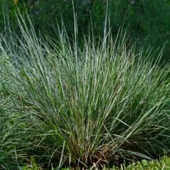 Blues Little Bluestem Grass -Blossom Berry Shop Bluestem Grass The Blues 4