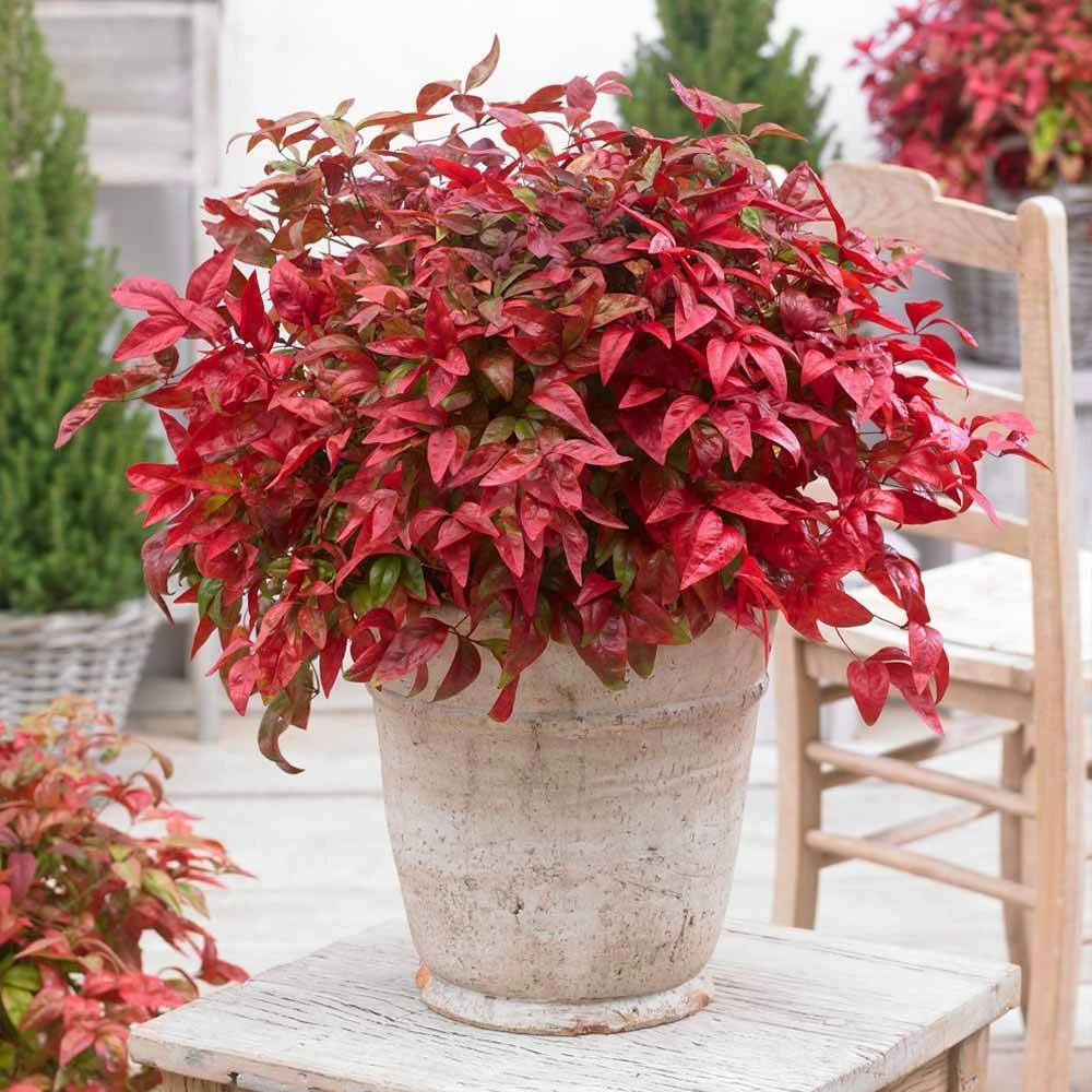 Blush Pink™ Nandina Shrub 2 Blush Pink™ Nandina Shrub - Image 2