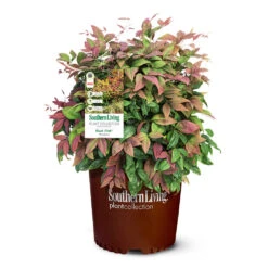 Blush Pink™ Nandina Shrub 11 Blush Pink™ Nandina Shrub -Blossom Berry Shop Blush Pink Nandina 6