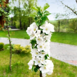 Blushing Delight™ Columnar Apple Tree -Blossom Berry Shop Blushing Delight Columnar Apple 3