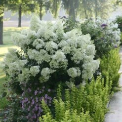 Bobo® Hydrangea Shrub -Blossom Berry Shop Bobo Hyrangea 2 FGT
