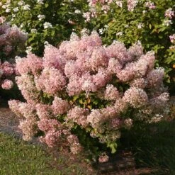 Bobo® Hydrangea Shrub -Blossom Berry Shop Bobo Hyrangea 4 FGT
