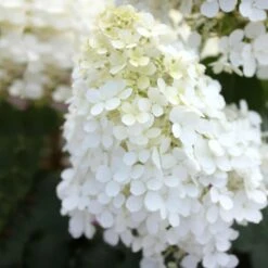Bobo® Hydrangea Shrub -Blossom Berry Shop Bobo Hyrangea 5