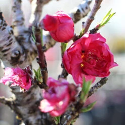 Bonanza Patio Peach Tree -Blossom Berry Shop Bonanza Peach tree 4 FGT