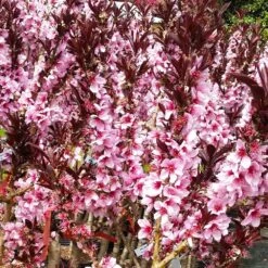 Bonfire Patio Peach Tree -Blossom Berry Shop Bonfire Peach 3 FGT