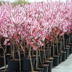 Bonfire Patio Peach Tree -Blossom Berry Shop Bonfire Peach 4
