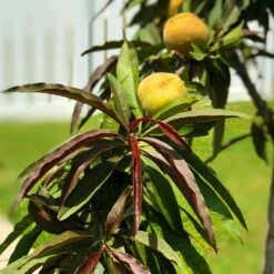 Bonfire Patio Peach Tree -Blossom Berry Shop Bonfire Peach 7 FGT