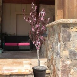 Bonfire Patio Peach Tree -Blossom Berry Shop Bonfire Peach 9