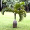 Bottle Palm Tree