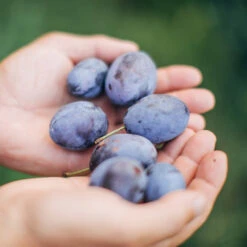 Brooks Plum Tree -Blossom Berry Shop Brooks Plum 3