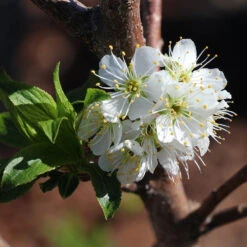 Bubblegum 'Toka' Plum Tree 8 Bubblegum 'Toka' Plum Tree -Blossom Berry Shop Bubblegum Toka Plum 4