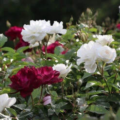 Burgundy Iceberg And Iceberg Two-fer® Rose Tree 5 Burgundy Iceberg And Iceberg Two-fer® Rose Tree -Blossom Berry Shop Burgandy Iceburg ROse Tree 3