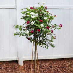 Burgundy Iceberg And Iceberg Two-fer® Rose Tree 6 Burgundy Iceberg And Iceberg Two-fer® Rose Tree -Blossom Berry Shop Burgandy Iceburg ROse Tree 4
