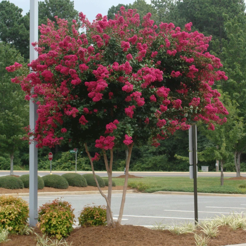 Cherokee Crape Myrtle 2 Cherokee Crape Myrtle - Image 2