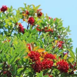 Chindo Sweet Viburnum Shrub 7 Chindo Sweet Viburnum Shrub -Blossom Berry Shop CHindo Viburnum 1