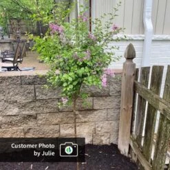 Dwarf Korean Lilac Tree -Blossom Berry Shop CPB DwarfKoreanLilacTree Julie ugc test