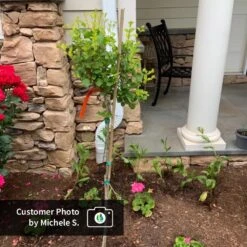 Dwarf Korean Lilac Tree -Blossom Berry Shop CPB DwarfKoreanLilacTree MicheleS ugc test