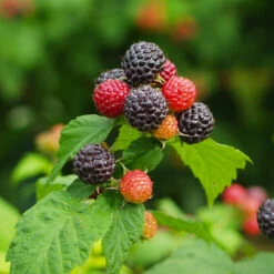 Cumberland Black Raspberry - USDA Organic -Blossom Berry Shop CUmberland Black RAspberry 1 FGT e255f3ce a3d5 41e6 b284 ffd98b9d3b34