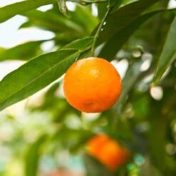 California Honey Mandarin Tree -Blossom Berry Shop California Mandarin 3