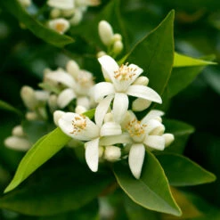 California Honey Mandarin Tree -Blossom Berry Shop California Mandarin 7
