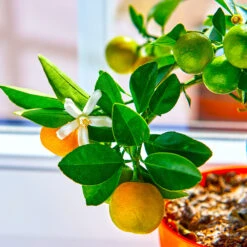 Calamondin Tree -Blossom Berry Shop Calomondin 5