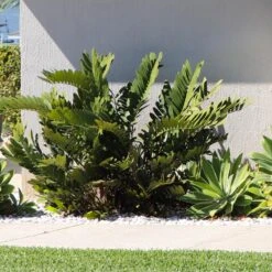 Cardboard Palm Tree -Blossom Berry Shop Cardboard Palm 3 FGT