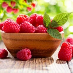 Caroline Raspberry - USDA Organic 6 Caroline Raspberry - USDA Organic -Blossom Berry Shop Caroline Raspberry 3 FGT