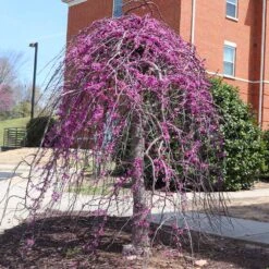 Cascading Hearts Redbud Tree -Blossom Berry Shop CascadingHEarts Redbud 4