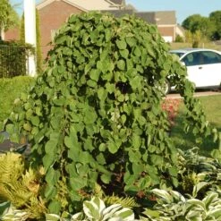 Cascading Hearts Redbud Tree -Blossom Berry Shop Cascading Hearts Redbud 2