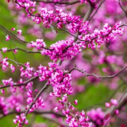 Cascading Hearts Redbud Tree -Blossom Berry Shop Cascading Hearts Redbud 3