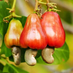 Cashew Tree -Blossom Berry Shop Cashew Nut Tree 7