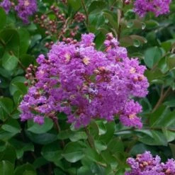 Catawba Crape Myrtle Tree 8 Catawba Crape Myrtle Tree -Blossom Berry Shop Catawba Crape Myrtle 1 FGT