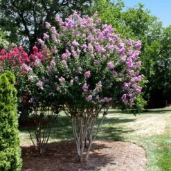Catawba Crape Myrtle Tree 7 Catawba Crape Myrtle Tree -Blossom Berry Shop Catawba Crape Myrtle 4 FGT