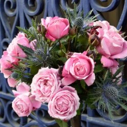 Cathedral Bells Rose -Blossom Berry Shop Cathedral Bells Rose Tree 2