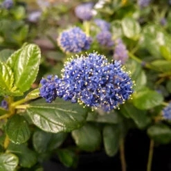 Yankee Point California Lilac -Blossom Berry Shop Ceanothus Yankee Point 1