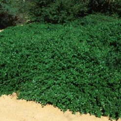 Yankee Point California Lilac -Blossom Berry Shop Ceanothus Yankee Point 5