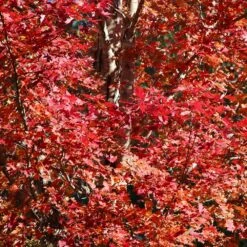 Celebration Maple Tree -Blossom Berry Shop Celebration Maple 2 FGT