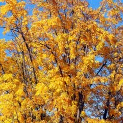 Chandler Walnut Tree -Blossom Berry Shop Chandler Walnut 1