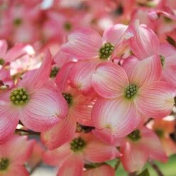 Cherokee Brave Dogwood -Blossom Berry Shop Cherokee Brave Dogwood 3 FGT